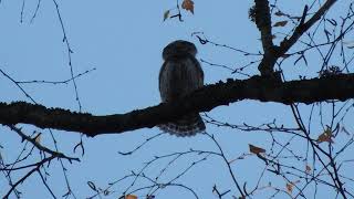 Воробьиный сычик Glaucidium passerinum, осенние крики / Calls of Eurasian pygmy owl