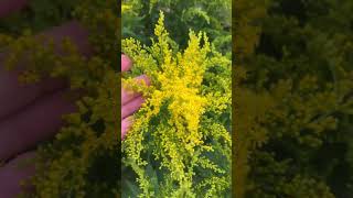 Solidago have started blooming