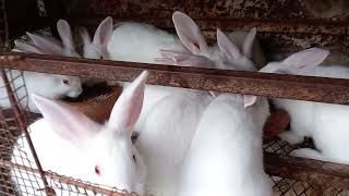 NEW ZEALAND WHITE RABBITS