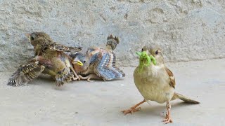 Poor sparrow in trouble || Bechari chiriya aur iske bachay