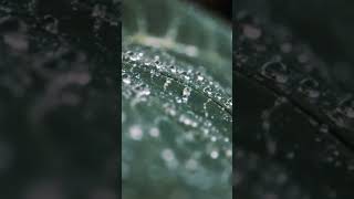 #rain#shorts  #heavyrainandthundersoundsforsleeping #shortvideo #sleepsounds #relax