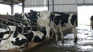 Managing Heat Stress in Dairy Cows