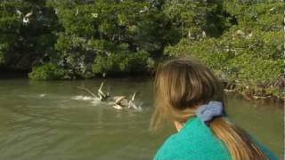 Pelican with fishing lure in head