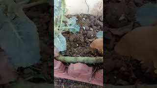 Broccoli Thick Linking Stem & Flowers | Home Grown Vegetables