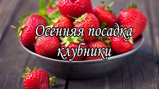 Осенняя посадка клубники