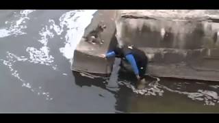 Kurtarıldıktan sonra kendince teşekkür eden köpek - Brave man saves drowning dog from river