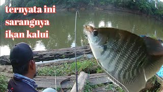 MANCING IKAN KALUI/GURAMI DI SUNGAI TERNYATA INI SARANGNYA || kir Yanto