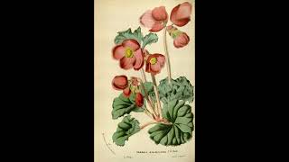 Flower Breeding 16 Begonia History