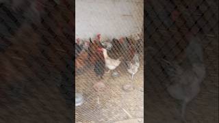 Amazing birds #shorts #layerfarming #poultryfarming #youtubeshorts