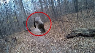 10 Terrifying BIGFOOT Sightings Caught on Camera