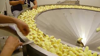 How Poultry Farm Make Million Eggs and Meat - Inside Modern Chickens Farm - Poultry Farm Technology