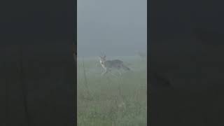 Dropping A Coyote Double #foxpro #coyote #hunting #shorts