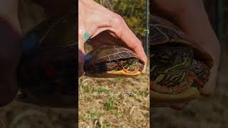 "THE BEAUTY OF NATURE" 🐢🐸🐍💚  #longfinlagoon #turtle #dog #fish #snake #aquaticlife #aquarium