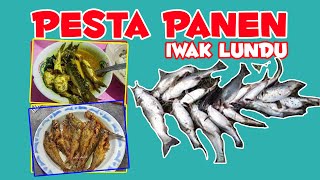 PESTA IKAN LUNDU X - NGANTRU