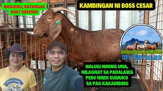 PAGBISITA SA KAMBINGAN NI BOSS CESAR ABELEDA RIVA NG MT BATULAO GOAT FARMING/ GOAT FARMING PHILIPPIN