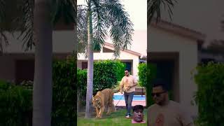 Beautiful Bengal Tiger Walks In Chain‼️ #tiger #love #animals #shorts