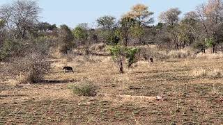 Iena and impala in South Africa