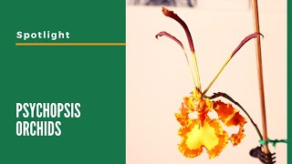 Spotlight: Psychopsis Orchid // Facts, Culture & Care tips