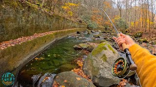 Fall Fly Fishing for BEAUTIFUL Wild Trout! (Rainbow Trout)