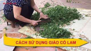 Công dụng của Giảo Cổ Lam và những tác dụng chữa bệnh | Mẹ thông thái