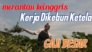 Kerja Ke Inggris Dikebun Ketela Upahnya Besar Banget