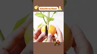 Lemon grafting success | best grafting technique on lemon tree | plant propagation