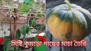 ছাদ বাগানে প্লাস্টিক ক্রেটে মিষ্টি কুমড়ো গাছের জন্য এত ছোট্ট ও এত সুন্দর মাচা কিভাবে বানালাম দেখুন।