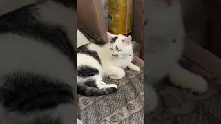 Кот Василий на релаксе)  #кошки #кошкивидео #shorts