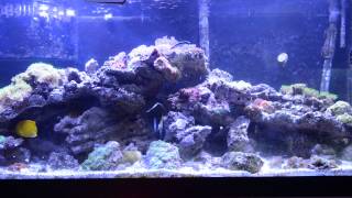 Reef Tank 2 Update: Achilles Tang, Moorish Idol, Rock Beauty