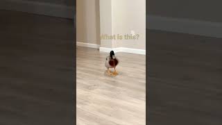 my duck makes a funny sound when we play