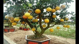 WOW! Amazing Bonsai Fruit Trees -2017