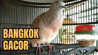 PERKUTUT BANGKOK MANGGUNG GACOR