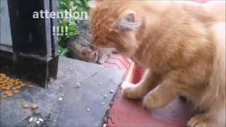 Cutest Cat Videos Compilation - Best Funny Cats (only mine)