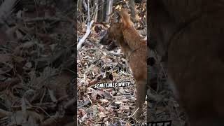 Learn About The Fascinating Dhole