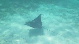 Swimming with a Spotted Eagle Ray in Eleuthera Bahamas