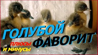 Завела утят! Утка "Голубой фаворит" - плюсы и минусы