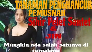 JENIS TANAMAN PENGHANCUR & PENANGKAL SIHIR, SANTET, PELET DAN JIN