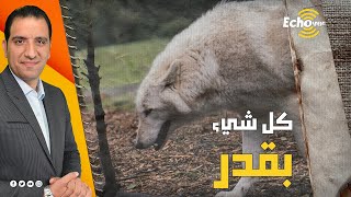 خلق الله كل شيء بهذه الدنيا بقدر...لا يزيد ولا ينقص!. وهذا ما تشهد به "محمية يولوستون" الأمريكية.