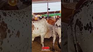 Cow 🐄 Mandi Karachi 23 #shorts #mandi