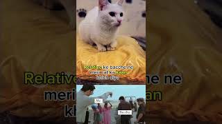 cat funny moments ²⁰²4