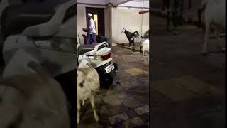 #shorts andul bakra | bhantom