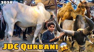 Pakistan Biggest Sibbi Bulls 😱 JDC Qurbani 2024 | JDC Cow 2024 | Heavy Chaand Bulls | Zafar Abbas