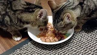 Cats eat cat food, Relax Video #funnycats #kitten #cat