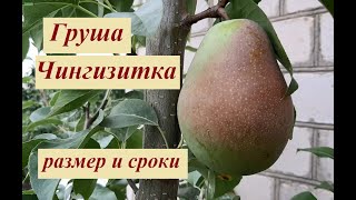 Груша Чингизитка плоды