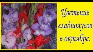 Цветение гладиолусов в октябре. Сад и огород выпуск 247