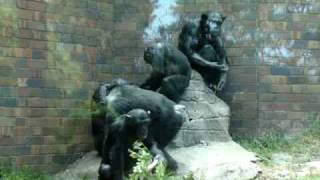 Primate Golden Shower @ Sydney's Taronga ZOO