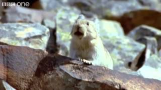 Funny Talking Animals   Walk On The Wild Side   Episode One Preview   BBC One