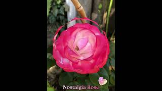 Nostalgia Rose