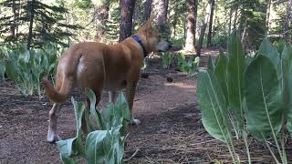 Amazing Places to Brush Your Dog #:18 Spooner Summit to Five Valleys View via Clear Creek Trail