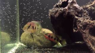 Hemichromis pair with free swimming fry - WhipLash & Athena